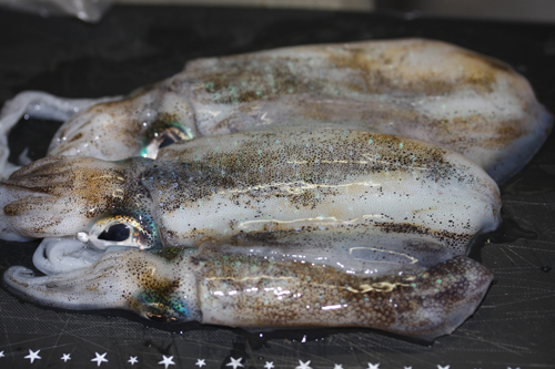 アオリイカを燻製にする。釣った