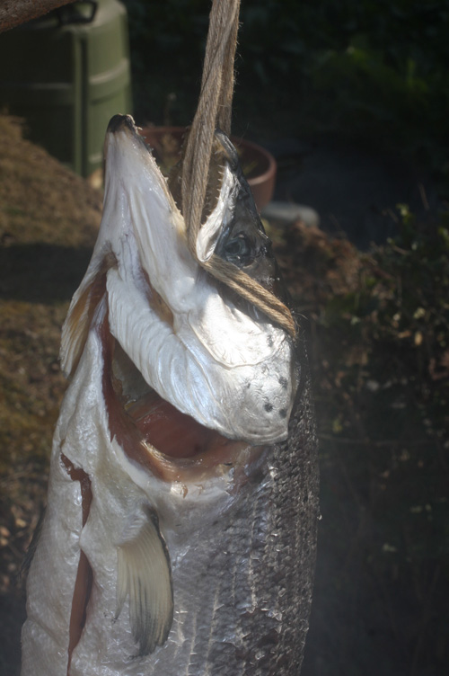 新巻きサケ燻製完成