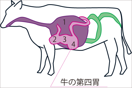 牛の第4胃