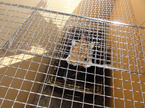 公園で燻製開始