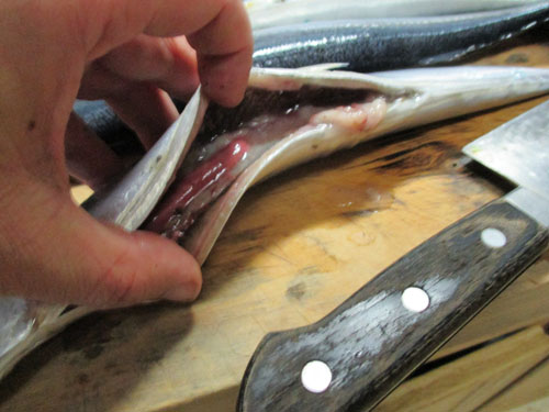 秋刀魚のワタを取る