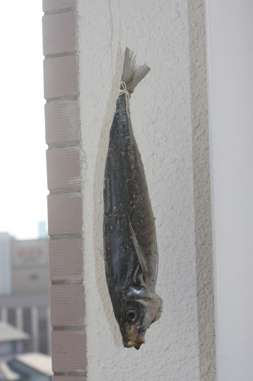 マンションで鰺の干物を作る