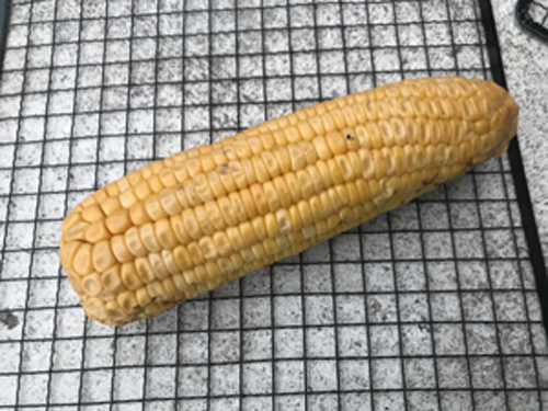 トウモロコシ燻製