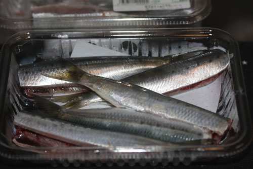 カタクチイワシ