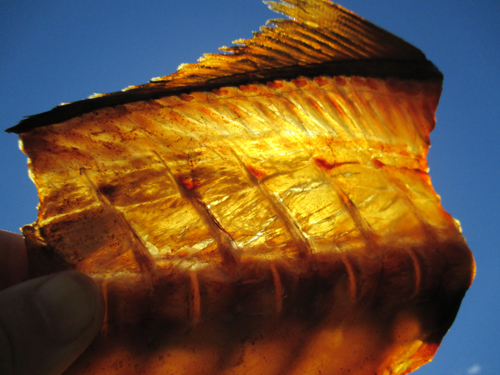 かんぱちのあら燻製