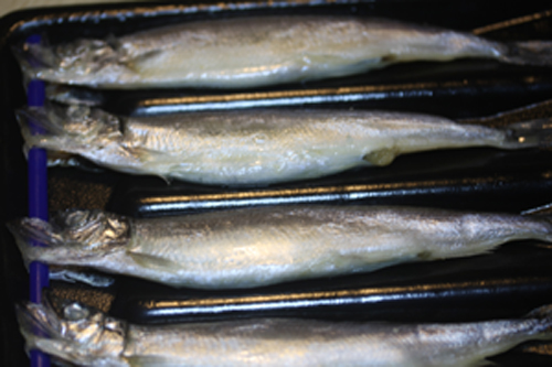 ししゃも干物