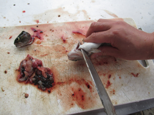 ニジマスのさばき方