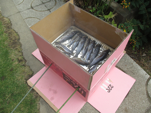 ニジマスを段ボールで燻製