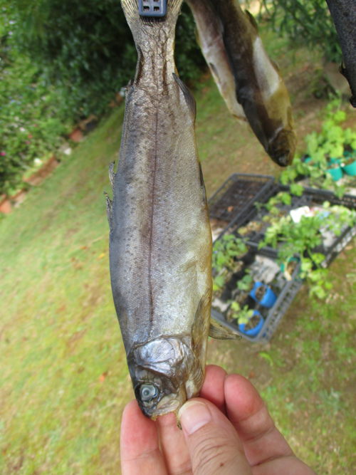 ニジマス燻製を干す