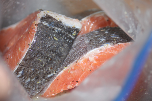 ニジマスをソミュール液につける