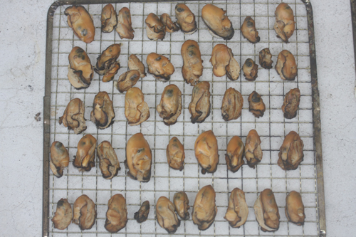 牡蠣の干物を天日干し