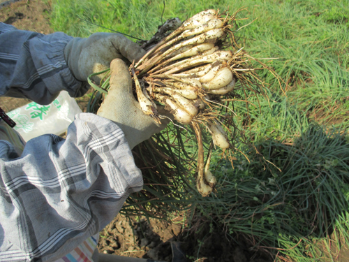 ラッキョウ収穫