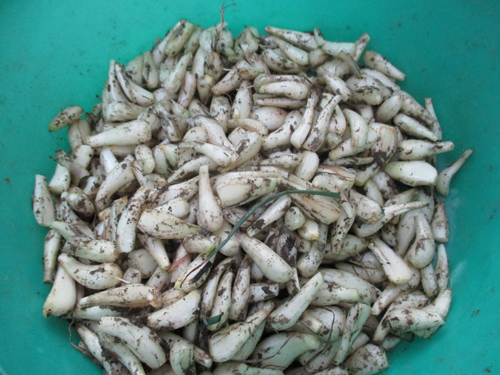 らっきょうとれたて