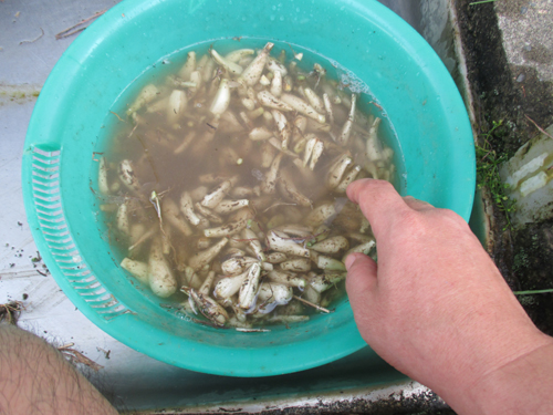 らっきょうを洗う