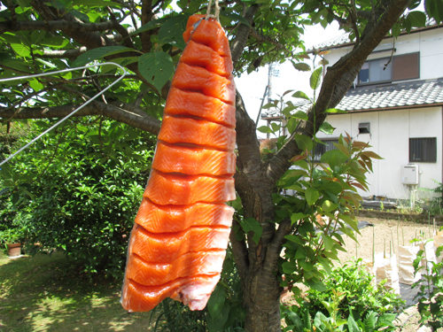 鮭の脱水