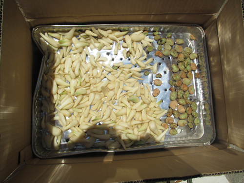 ラッキョウを燻製