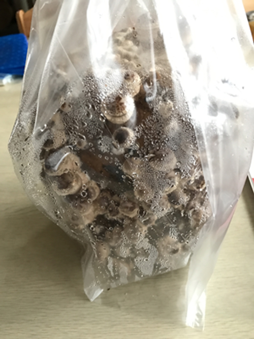 もりのしいたけ農園キット