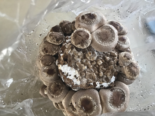 もりのしいたけ農園キット