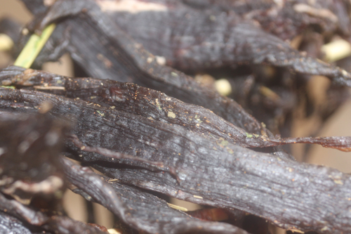 ジャーキー自家製