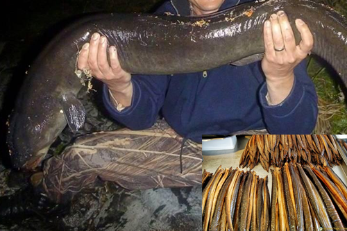 アフリカ：African longfin eel燻製