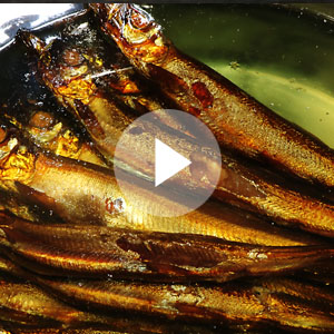 燻製オイルサーディン動画